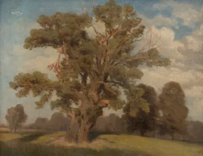 Alter Baum In Der Krieau