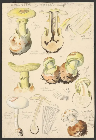 Amanita Citrina Schff