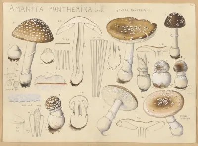 Amanita Pantherina Cand