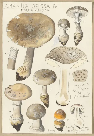 Amanita Spissa Fr Forma Grisea