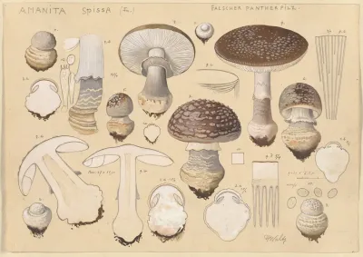Amanita Spissa Fr