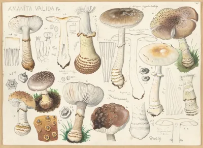 Amanita Valida Fr