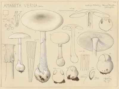 Amanita Verna Bull 2