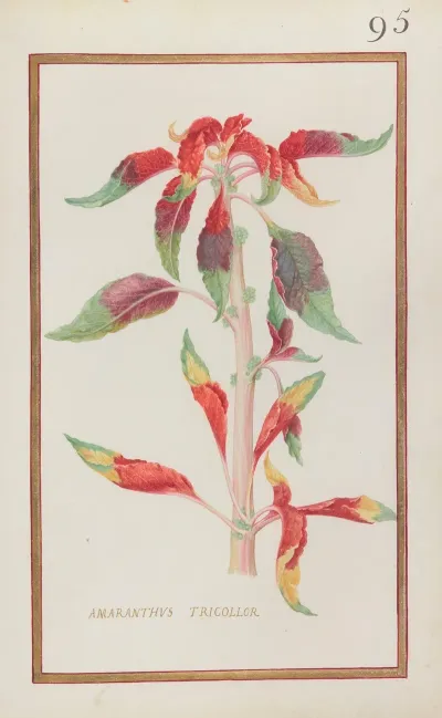 Amaranthus Tricollor