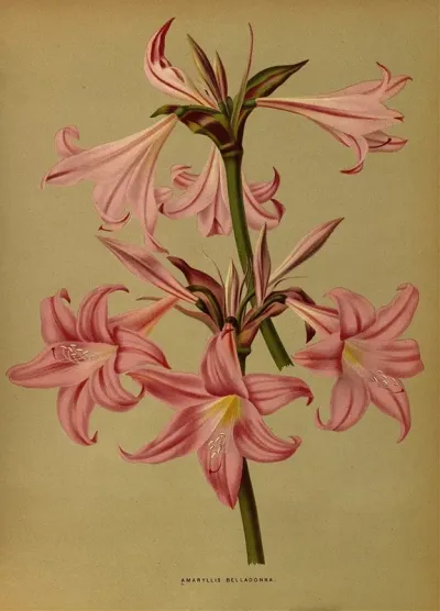 Amaryllis Belladonna
