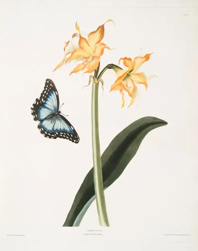 Amaryllis Crocata Papilio Nestor Branil