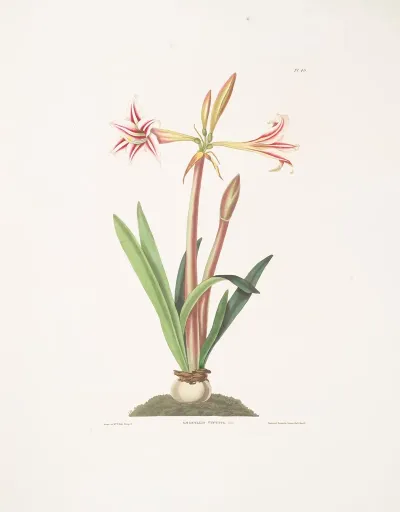 Amaryllis Vittata Minor 2