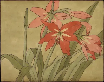 Amaryllis