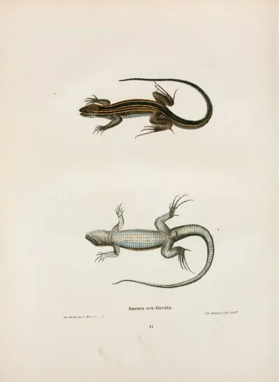 Ameiva Sex Lineata
