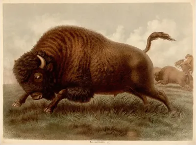 American Bison Bos Americanus