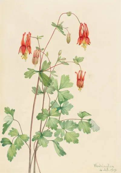American Columbine Aquilegia Canadensis 2