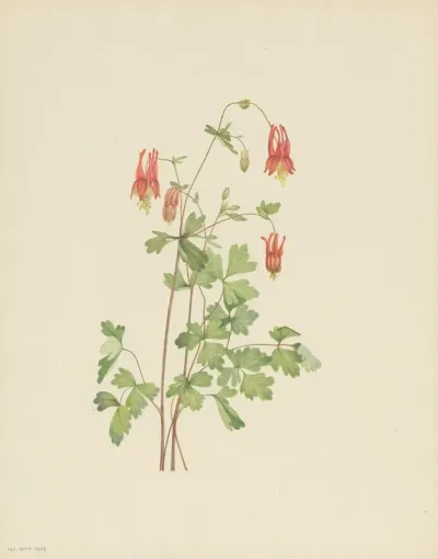 American Columbine Aquilegia Canadensis 3