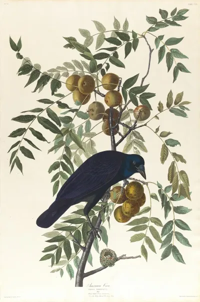 American Crow