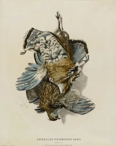 American Feathered Game Partridges