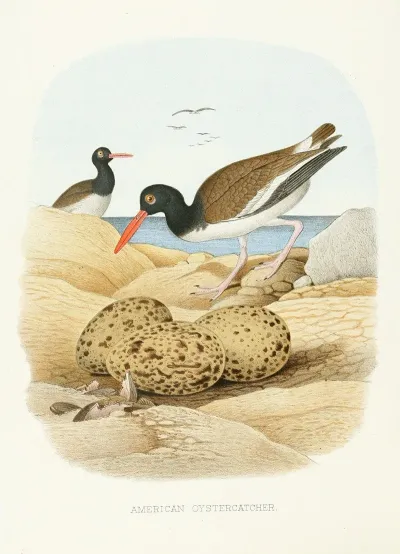 American Oystercatcher