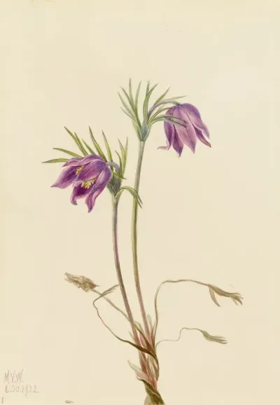 American Pasqueflower Pulsatilla Ludoviciana 2