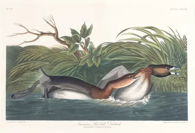 American Pied Bill Dobchick
