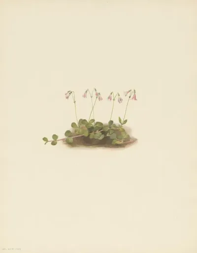 American Twinflower Linnaea Borealis Americana 3