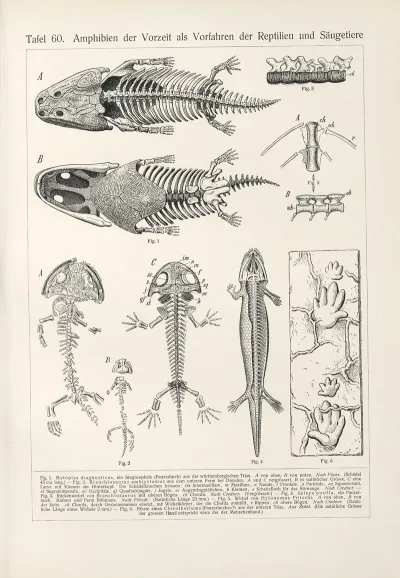 Amphibien Der Vorzeit Als Vorfahren Der Reptilien Und Saugetiere