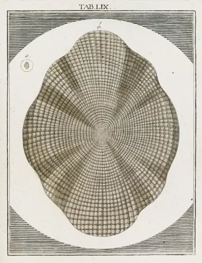 Amusement Microscopique Tant Pour Lesprit Que Pour Les Yeux Pl 059