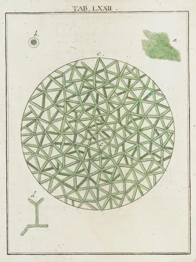 Amusement Microscopique Tant Pour Lesprit Que Pour Les Yeux Pl 072