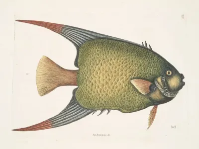 An Acarauna C The Angel Fish