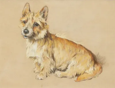 An Australian Terrier