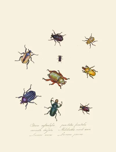 An Epitome Of The Natural History Of The Insects Of New Holland New Zealand Pl 01
