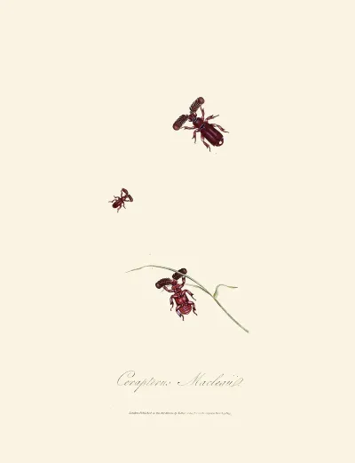 An Epitome Of The Natural History Of The Insects Of New Holland New Zealand Pl 02