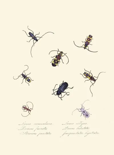 An Epitome Of The Natural History Of The Insects Of New Holland New Zealand Pl 05