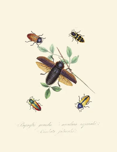 An Epitome Of The Natural History Of The Insects Of New Holland New Zealand Pl 07