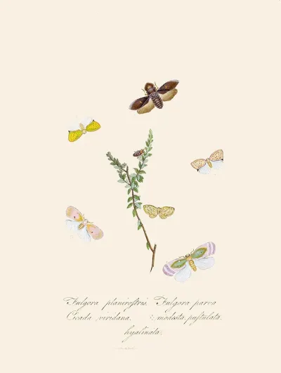 An Epitome Of The Natural History Of The Insects Of New Holland New Zealand Pl 08