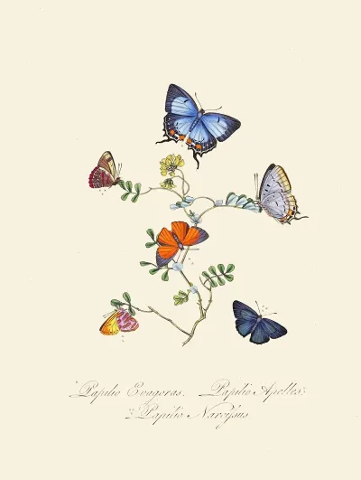 An Epitome Of The Natural History Of The Insects Of New Holland New Zealand Pl 29