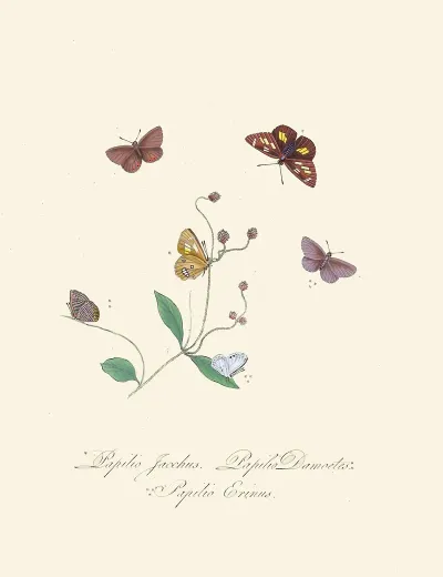 An Epitome Of The Natural History Of The Insects Of New Holland New Zealand Pl 30