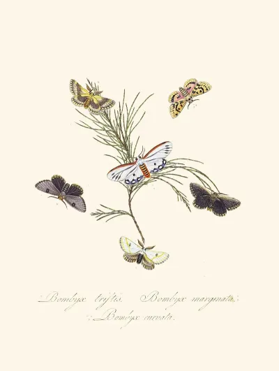 An Epitome Of The Natural History Of The Insects Of New Holland New Zealand Pl 33
