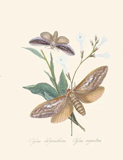 An Epitome Of The Natural History Of The Insects Of New Holland New Zealand Pl 37