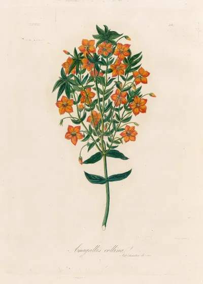 Anagallis Collina
