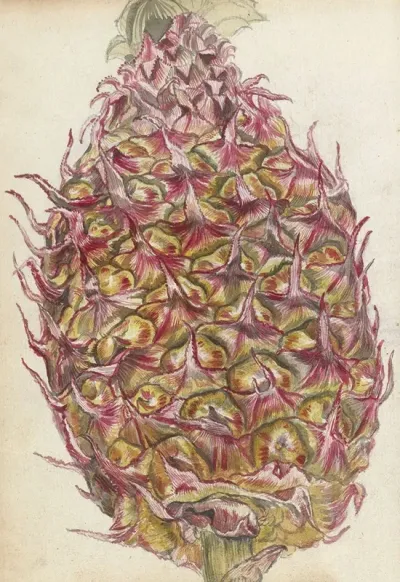 Ananas 3