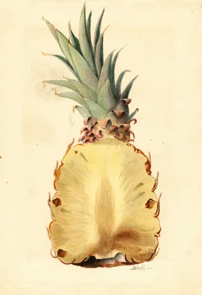 Ananas Comosus Pineapple 5