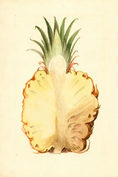 Ananas Comosus Pineapple