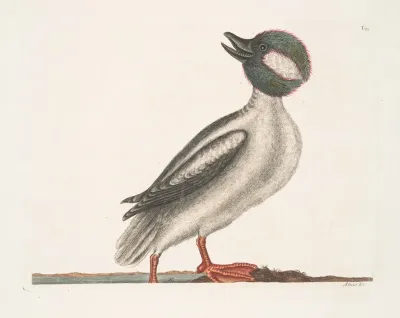 Anas Minor The Buffels Head Duck