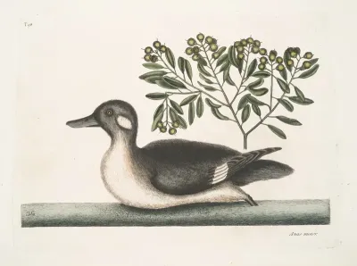 Anas Minor The Little Brown Duck