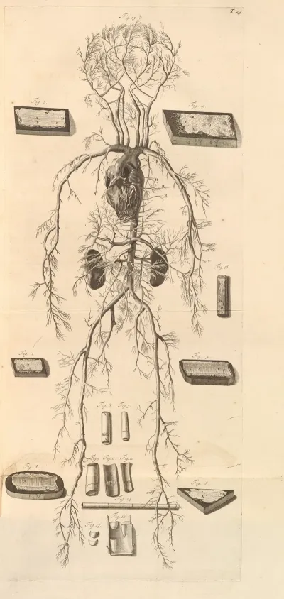 Anatomia Humani Corporis Pl 024