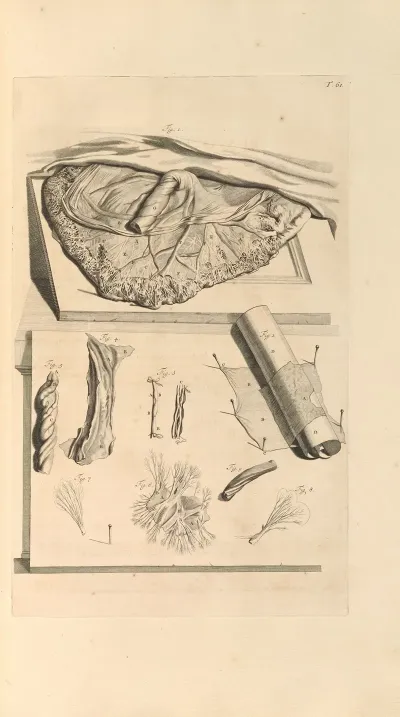 Anatomia Humani Corporis Pl 062