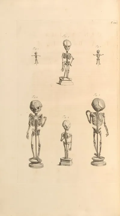Anatomia Humani Corporis Pl 101
