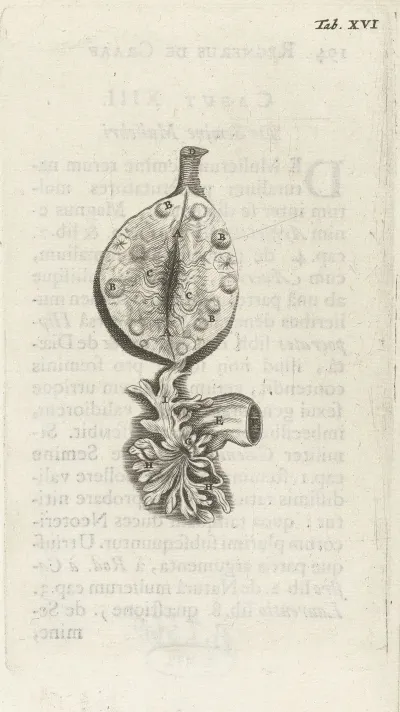 Anatomical Illustration Of An Ovary