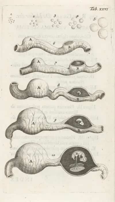 Anatomical Illustration Of Growth Stages Of The Embryo In The Uterus