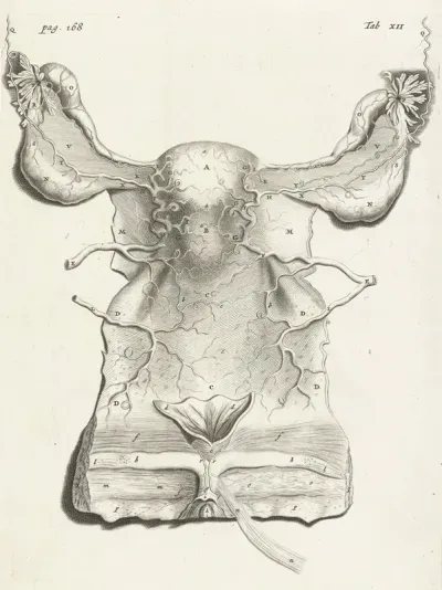 Anatomical Illustration Of The Inside Of The Uterus