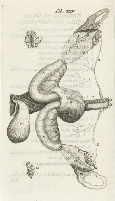 Anatomical Illustration Of The Ovaries And Fallopian Tubes