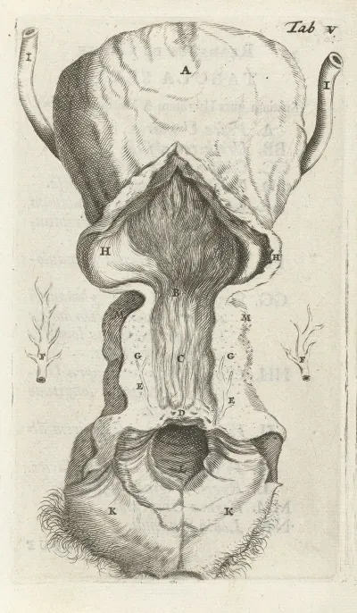 Anatomical Illustration Of The Vagina And The Uterus 2
